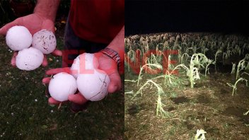 El granizo arrasó con los cultivos en campos entrerrianos: Impactantes fotos