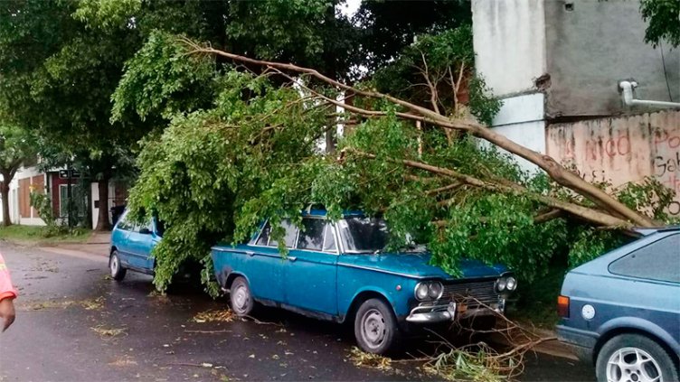 Árboles arrancados de raíz y ramas sobre los autos: Imágenes