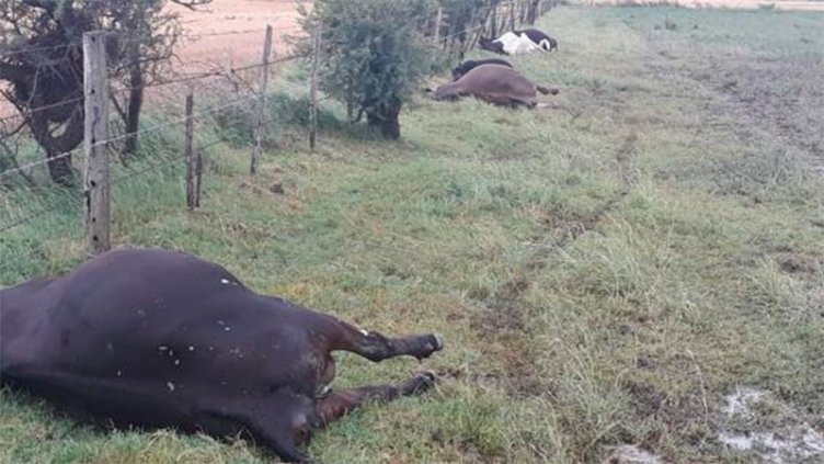 Una centella mató vacas en un tambo de localidad cordobesa
