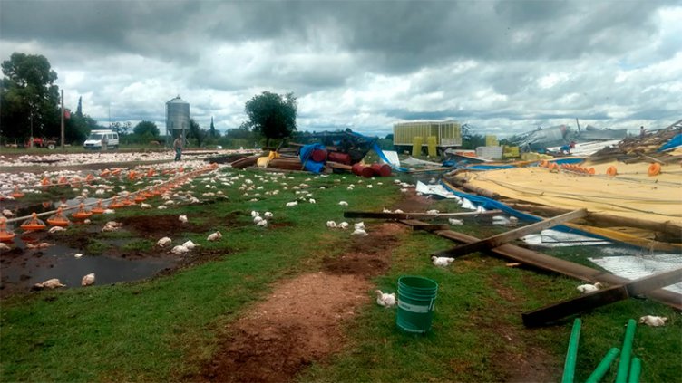 Fotos: El temporal arrasó con galpones de crianza y murieron miles de pollos