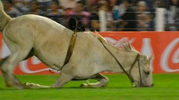 Jineteada en Jesús María: Practicaron eutanasia a un caballo tras grave caída