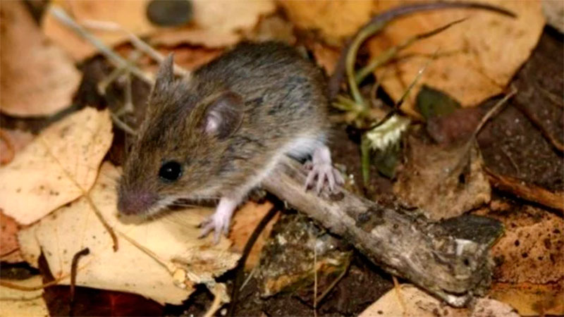 Foto: Archivo Elonce.