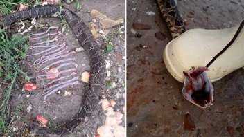 Lo que dejan las inundaciones: Mataron una yarará con 15 crías en su interior
