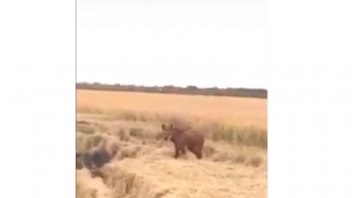 Ejemplares de una especie en extinción fueron filmados en plantación de arroz