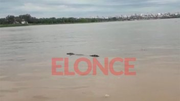 Video: un yacaré sorprendió a vecinos que navegaban en el río Paraná