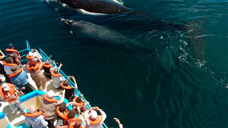 Empezaron A Llegar Las Primeras Ballenas A Puerto Madryn Sociedad