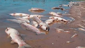 Revelan por qué se produjo la mortandad de peces cerca de la represa Yacyretá