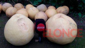 El secreto que esconden los pomelos gigantes cosechados en Paraná