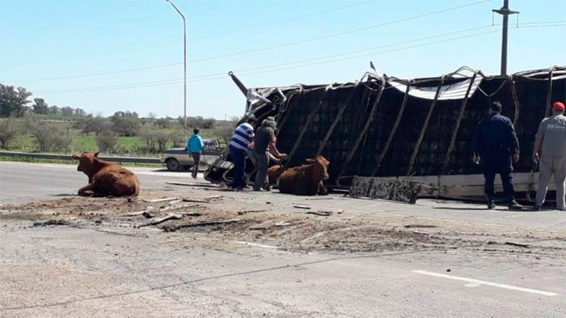 Camión jaula chocó y volcó en la ruta en el acceso a Lucas González