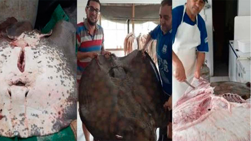 De una forma "insólita" pescó una raya de más de 80 kilos en el río Uruguay