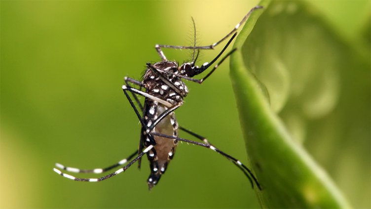 El Conicet advierte que el mosquito del dengue sobrevive bajo el agua