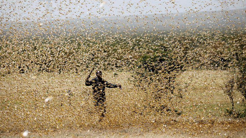 Un hombre intenta defenderse de langostas en el condado de Laikipia, Kenia
