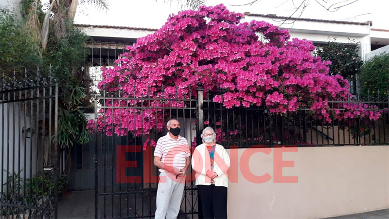 Azalea gigante deslumbra y embellece a Paraná: Fue plantada hace 30 años -  Paraná 