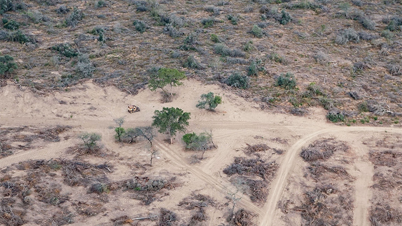 Deforestación en el norte de Argentina
