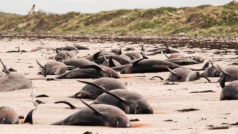 Centenar De Ballenas Murieron Varadas En Nueva Zelanda ...