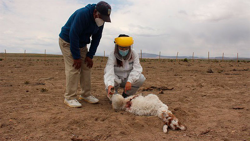 La veterinaria municipal Andrea Nieto examina el cuerpo.