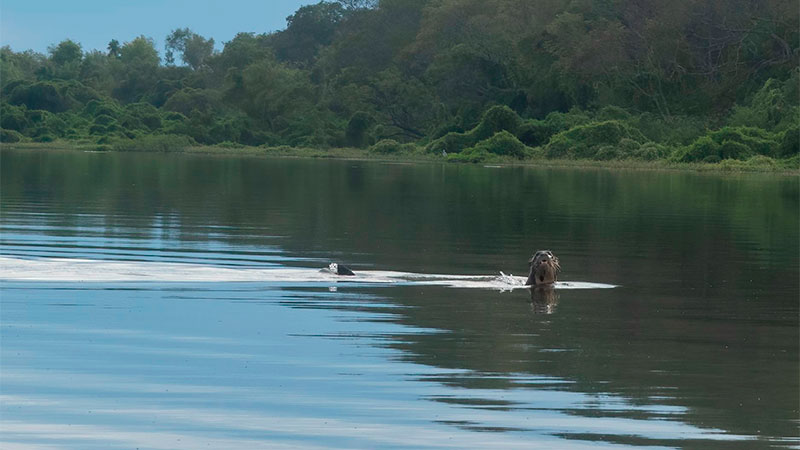 El ejemplar de nutria gigante avistado en el Río Bermejo.