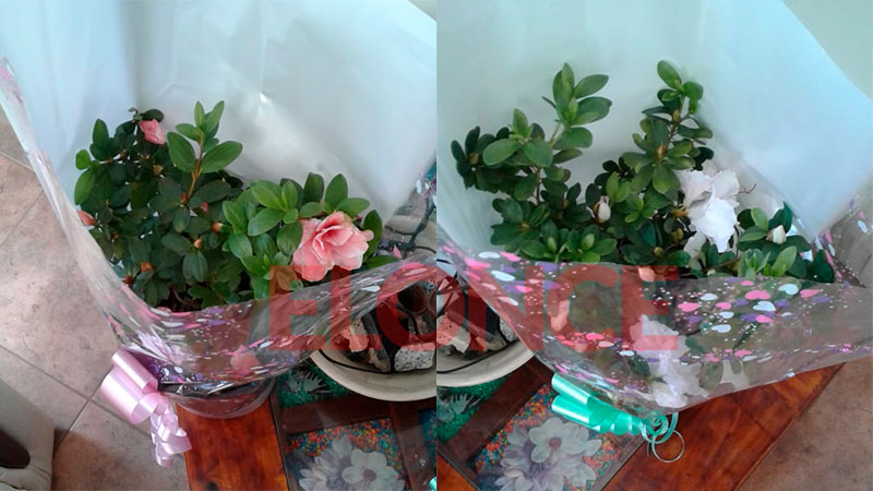 Le regalaron dos azaleas al matrimonio que sufrió el robo de plantas en su  casa - Paraná 