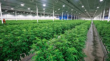 Promulgaron la ley de Cannabis Medicinal y Cáñamo Industrial: el decreto