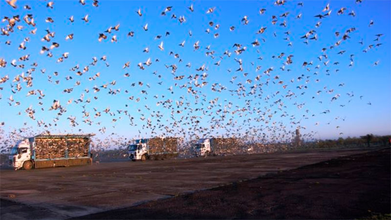 Soltaron más de 20 mil palomas que regresan a sus palomares.