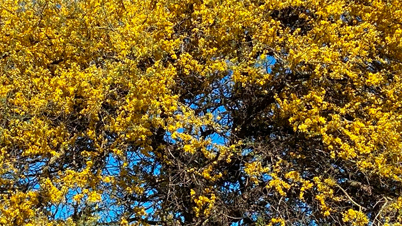 El espinillo es el &aacute;rbol emblema de Entre R&iacute;os