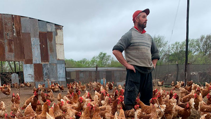 Productor se asoció con familias rurales para criar “gallinas felices”.