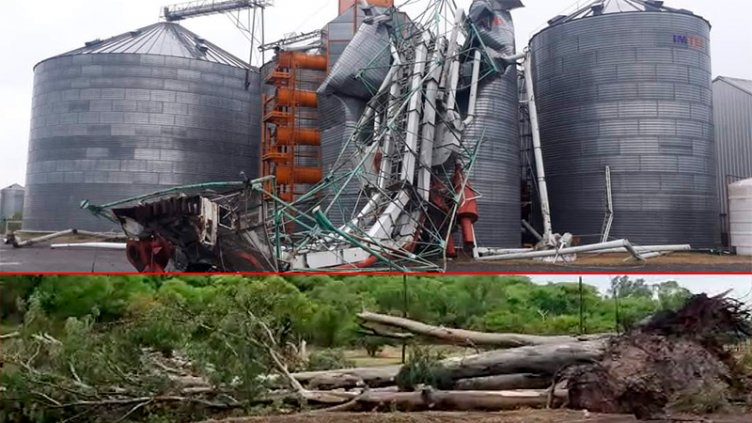 Tras el temporal en Victoria, enormes árboles caídos y daños en planta de silos