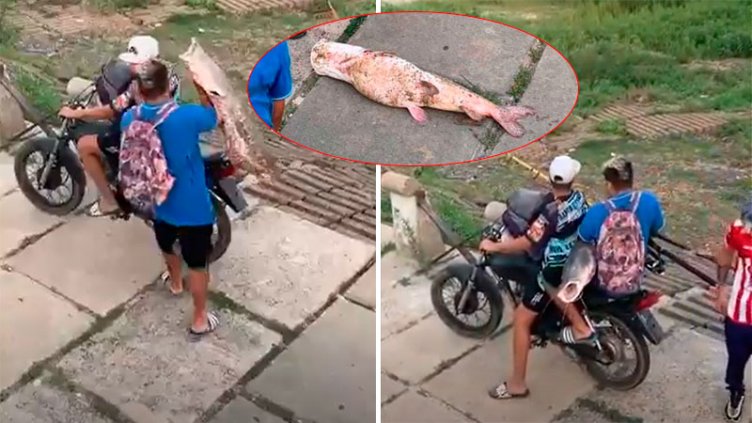 Video: Pescaron un gran surubí y se lo llevaron en moto