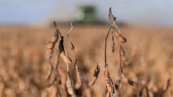 La producción de soja crecerá un 35 por ciento en Entre Ríos