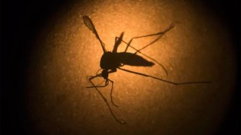 Rosario confirmó el primer caso de dengue en una paciente que además tiene covid