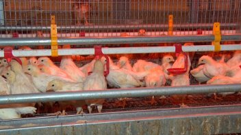 Industria avícola argentina celebró las gestiones para reabrir el mercado chino