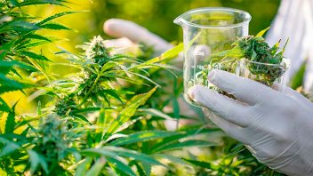 Los puntos clave de la Ley de Cannabis Medicinal promulgada por el Gobierno