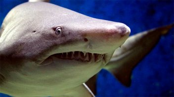 Hallaron fósiles de tiburones con dientes planos en el hemisferio sur