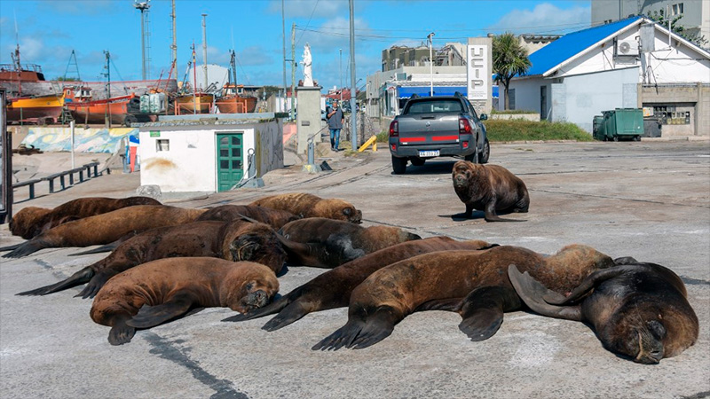 Reubicarán a los lobos marinos de la zona operativa del puerto de Mar del  Plata - Sociedad 