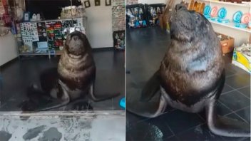 Video: un lobo marino generó un divertido intercambio con el cliente de un local