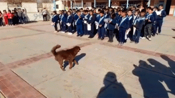 Video: un perrito recibió un reconocimiento por acompañar y cuidar a los alumnos