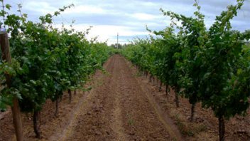 Censan establecimientos vitivinícolas de Entre Ríos: crecimiento del sector