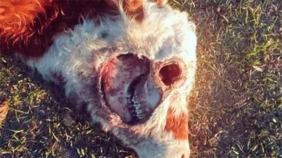 ¿Regreso del chupacabras?: Mutilación en animales y explicación de veterinario