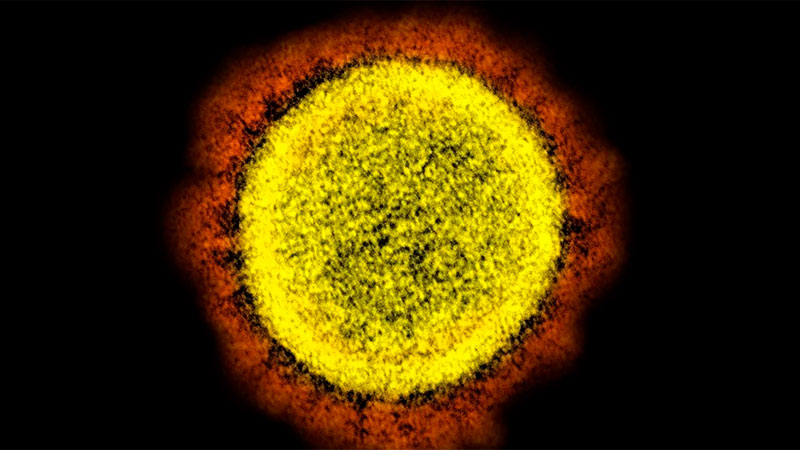 El coronavirus bajo el microscopio.