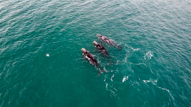 Aparecieron ballenas en Mar del Plata y sorprendieron a todos.