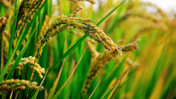 Cayó un 22% la producción de arroz en la provincia
