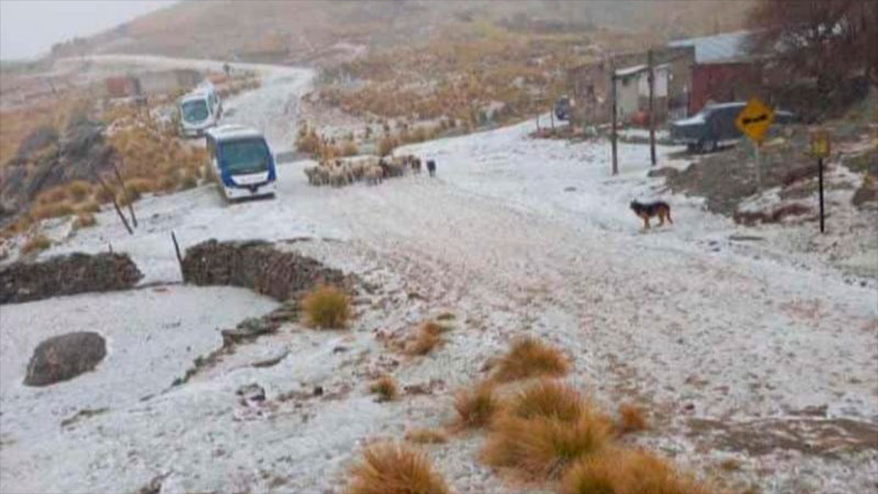 En Tres &Aacute;rboles tambi&eacute;n cayeron algunos copos de nieve.