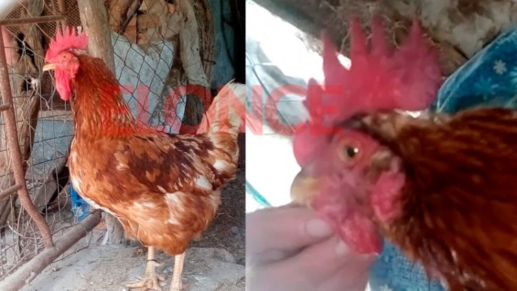 El extraño caso de un “gallo que pone huevos” en granja de Paraná Campaña