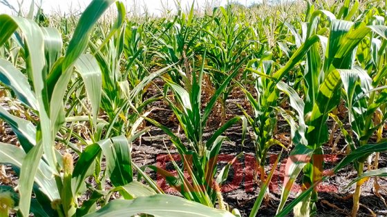 La sequía y el calor afectan severamente al maíz y girasol en Entre Ríos