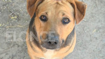 Habrá una jornada de desparasitación y vacunación de mascotas en Paraná
