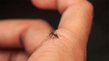 Aumentan los casos de dengue en Santa Fe: la mayoría son autóctonos