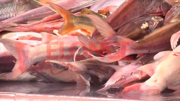 El kilo de surubí vale $1.500 en Puerto Sánchez: el costo del pescado para freír