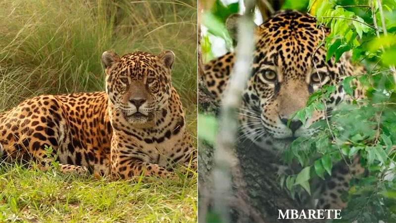 Jaguars, a keystone species, are reintroduced to the Iberá wetlands