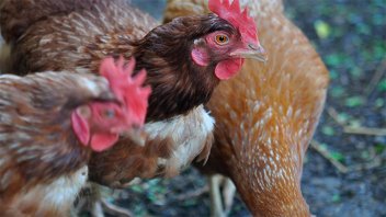 Dio negativo el caso sospechoso de gripe aviar en localidad entrerriana