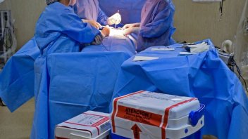 Murió paciente que recibió trasplante de riñón de cerdo genéticamente modificado